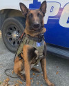 K9 Jas | Savannah Police Department, Georgia