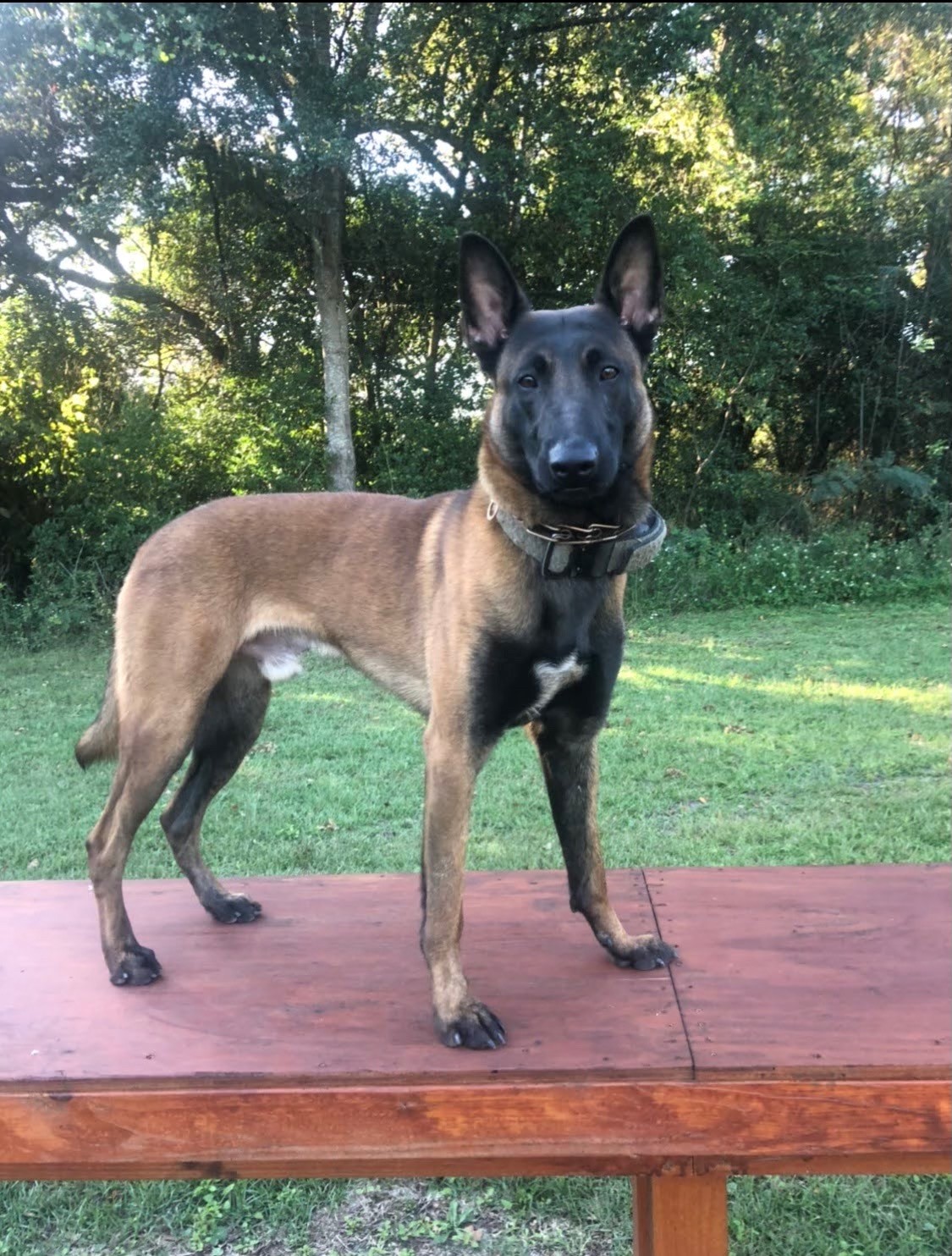 K9 Jas | Savannah Police Department, Georgia K9 Jas | Savannah Police Department, Georgia