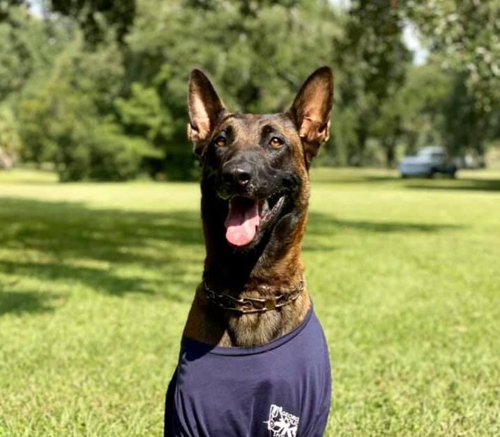 K9 Jas | Savannah Police Department, Georgia K9 Jas | Savannah Police Department, Georgia
