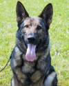 K9 Axel | Kent County Sheriff's Office, Michigan