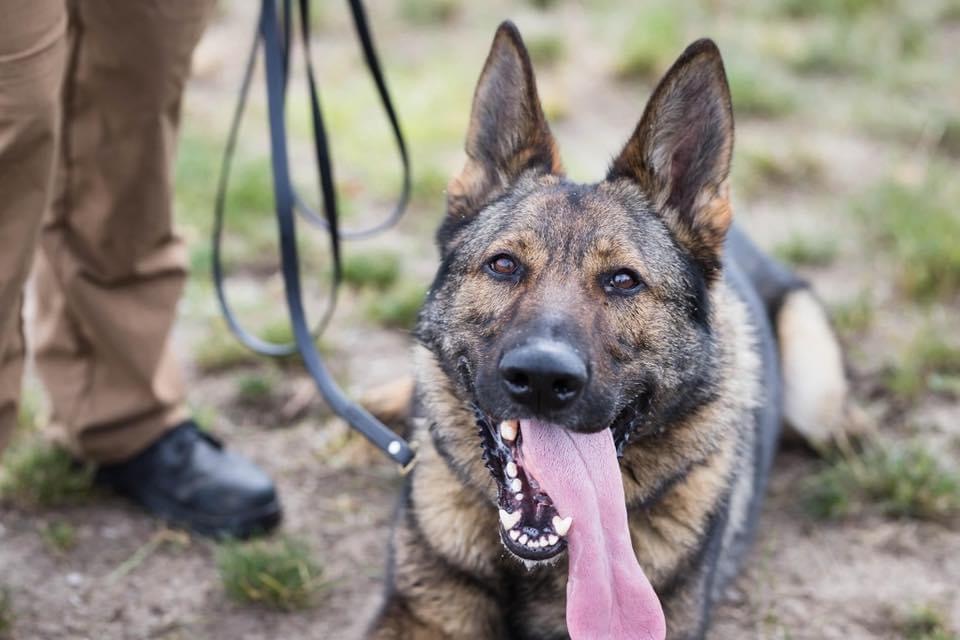 K9 Axel | Kent County Sheriff's Office, Michigan K9 Axel | Kent County Sheriff's Office, Michigan