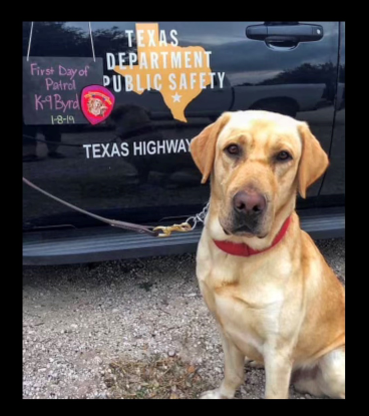 K9 Byrd | Texas Department of Public Safety - Texas Highway Patrol, Texas K9 Byrd | Texas Department of Public Safety - Texas Highway Patrol, Texas