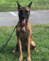 K9 Zena | Cocoa Police Department, Florida