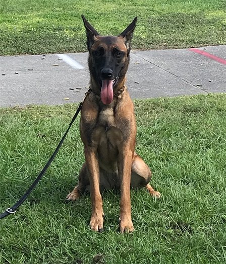K9 Zena | Cocoa Police Department, Florida K9 Zena | Cocoa Police Department, Florida