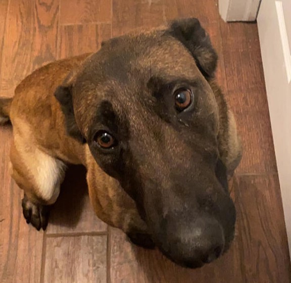 K9 Tito | Eufaula Police Department, Oklahoma K9 Tito | Eufaula Police Department, Oklahoma