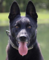 K9 Ivar | Livingston Parish Sheriff's Office, Louisiana