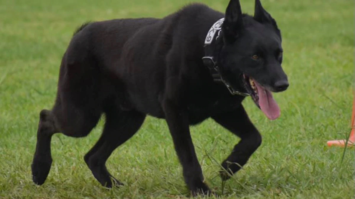 K9 Ivar | Livingston Parish Sheriff's Office, Louisiana K9 Ivar | Livingston Parish Sheriff's Office, Louisiana