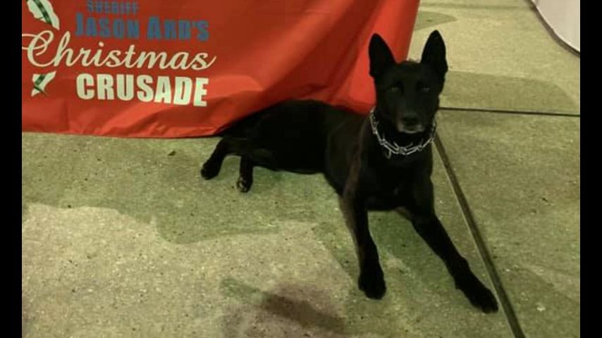 K9 Ivar | Livingston Parish Sheriff's Office, Louisiana K9 Ivar | Livingston Parish Sheriff's Office, Louisiana