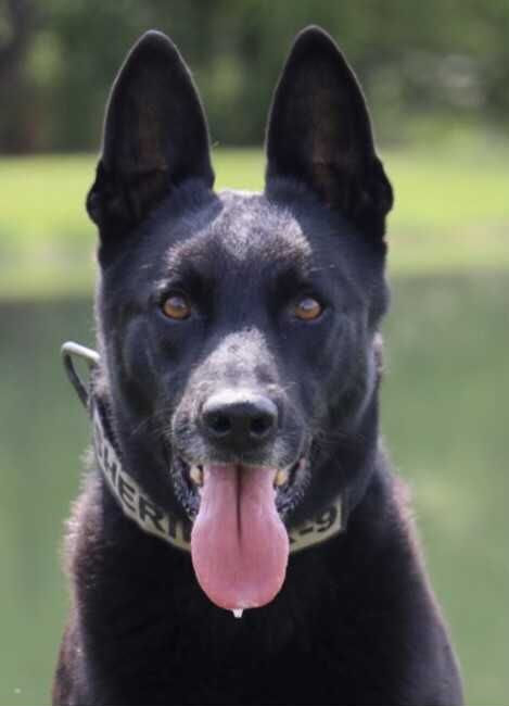 K9 Ivar | Livingston Parish Sheriff's Office, Louisiana K9 Ivar | Livingston Parish Sheriff's Office, Louisiana