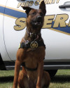K9 Kyra | Ford County Sheriff's Office, Kansas
