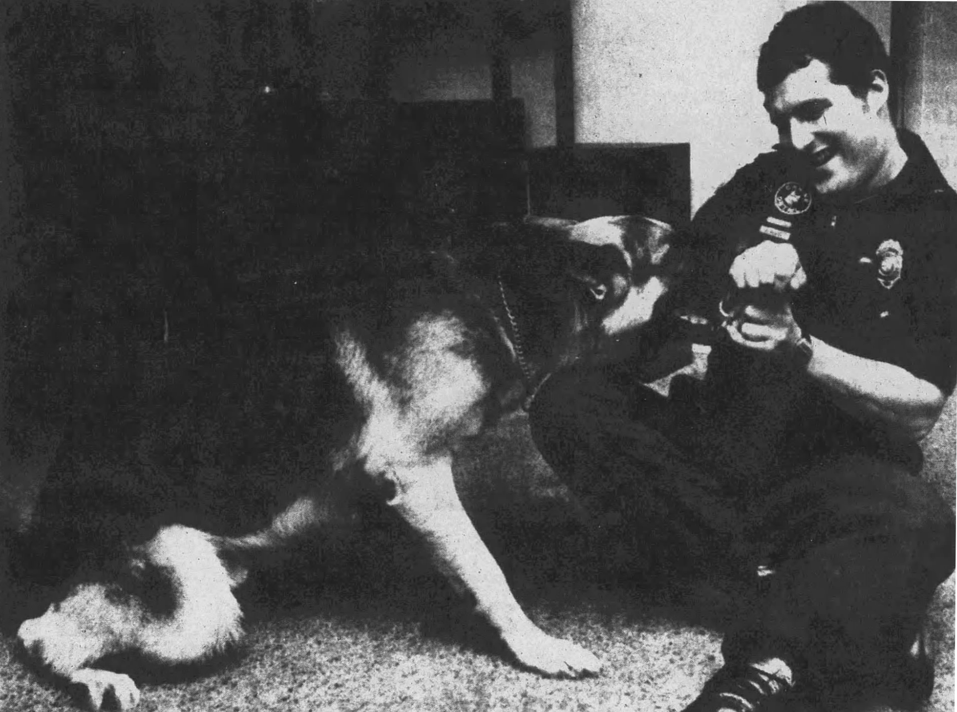 K9 Cello Van Wachthaus | Delray Beach Police Department, Florida K9 Cello Van Wachthaus | Delray Beach Police Department, Florida