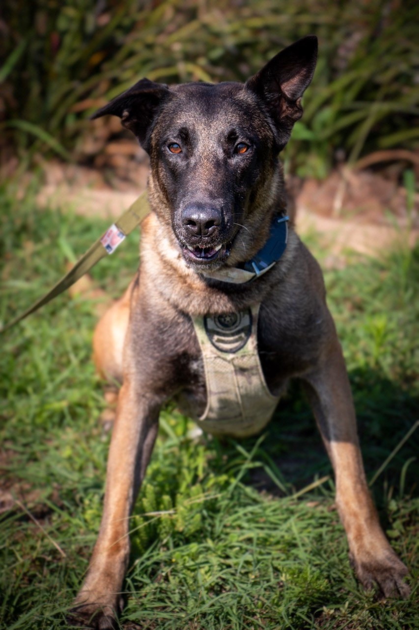 K9 Rogue | Cedar Park Police Department, Texas K9 Rogue | Cedar Park Police Department, Texas