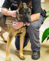 K9 Beni | Heflin Police Department, Alabama