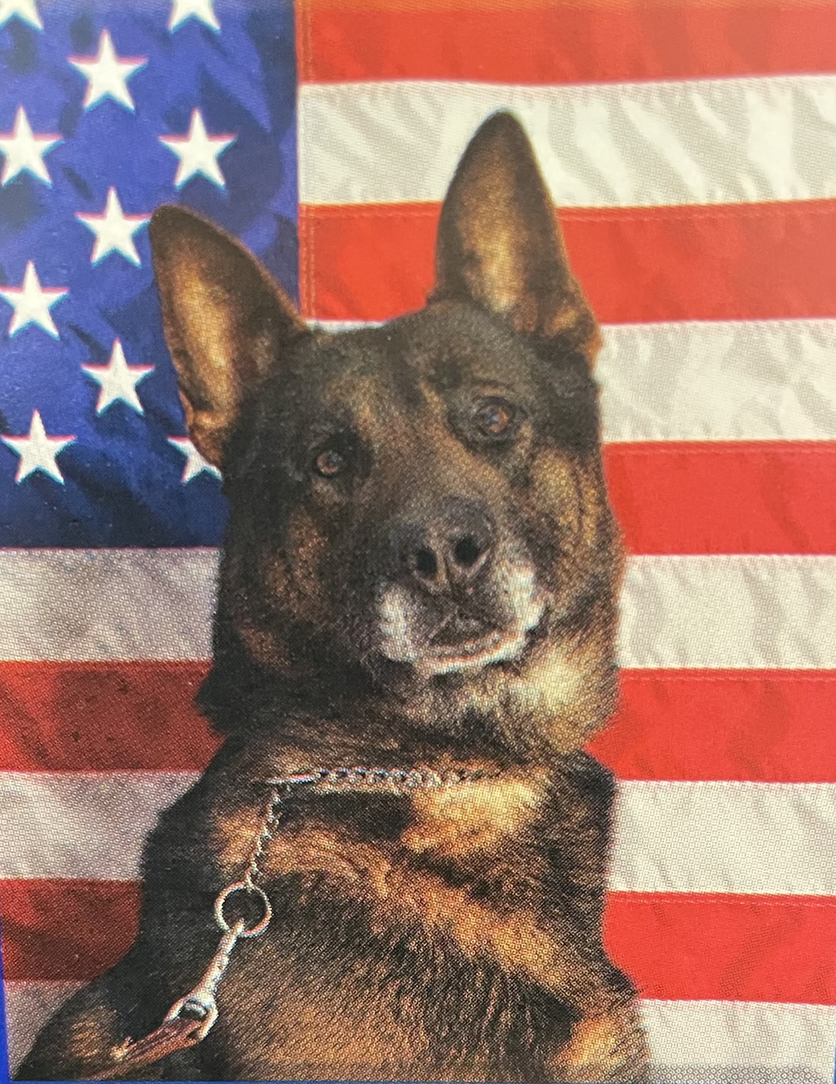 K9 Beni | Heflin Police Department, Alabama K9 Beni | Heflin Police Department, Alabama