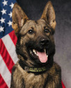 K9 Jedi | Seattle Police Department, Washington