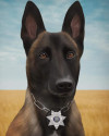 K9 Nitro II | York County Sheriff's Department, Nebraska