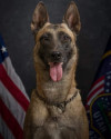 K9 Maya | West Jordan Police Department, Utah