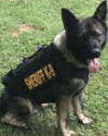 K9 Ciro | Humphreys County Sheriff's Office, Tennessee