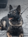 K9 Ciro | Humphreys County Sheriff's Office, Tennessee
