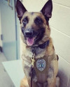 K9 Dash | Shepherdsville Police Department, Kentucky