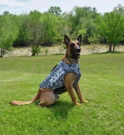 K9 Dash | Shepherdsville Police Department, Kentucky K9 Dash | Shepherdsville Police Department, Kentucky
