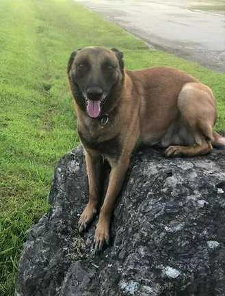 K9 Dash | Shepherdsville Police Department, Kentucky K9 Dash | Shepherdsville Police Department, Kentucky