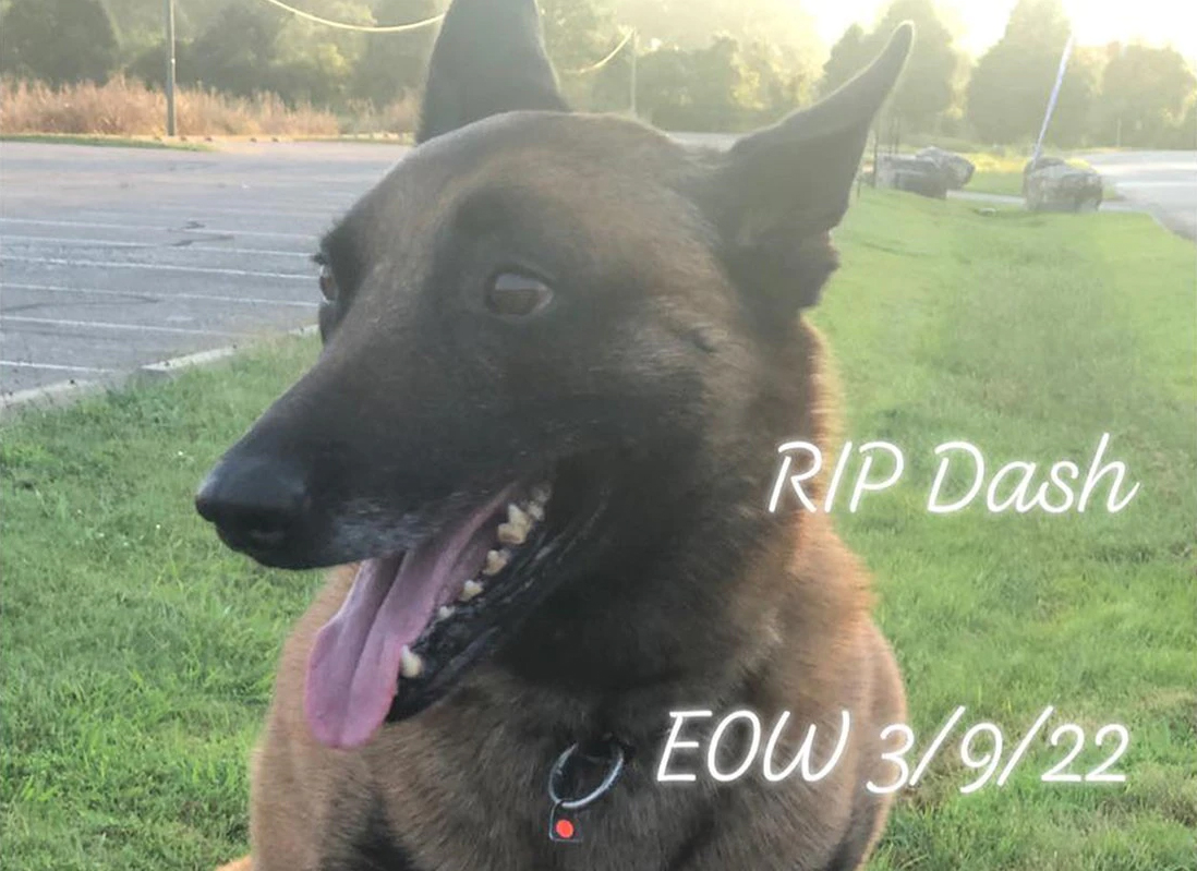 K9 Dash | Shepherdsville Police Department, Kentucky K9 Dash | Shepherdsville Police Department, Kentucky