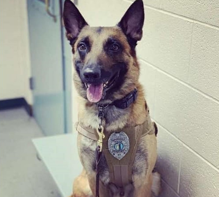 K9 Dash | Shepherdsville Police Department, Kentucky K9 Dash | Shepherdsville Police Department, Kentucky