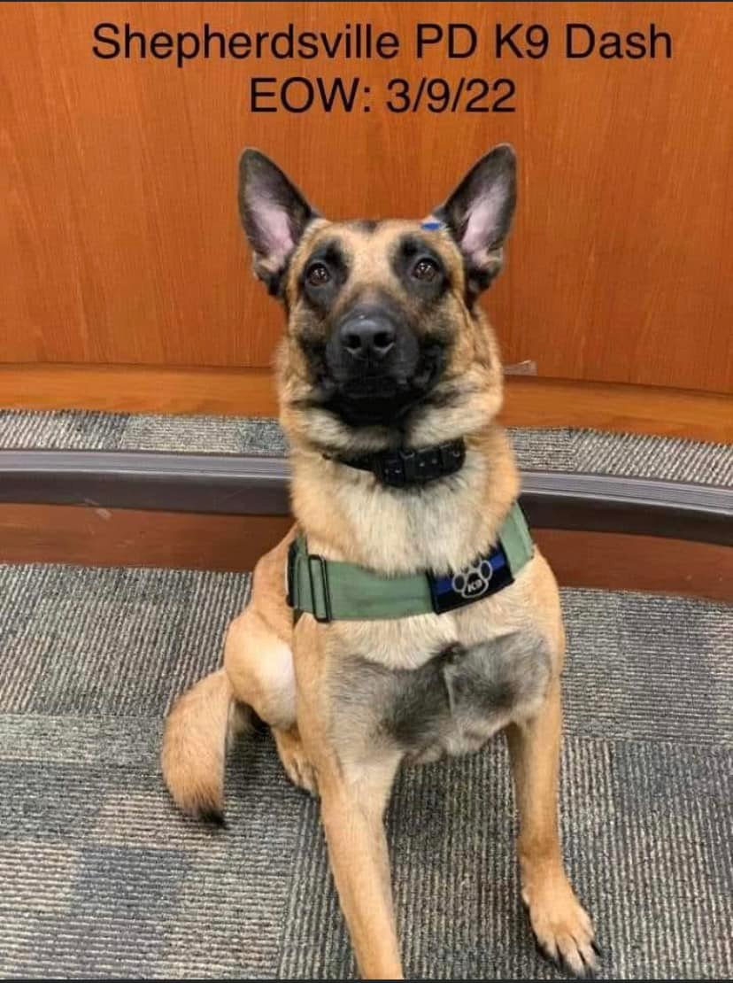 K9 Dash | Shepherdsville Police Department, Kentucky K9 Dash | Shepherdsville Police Department, Kentucky