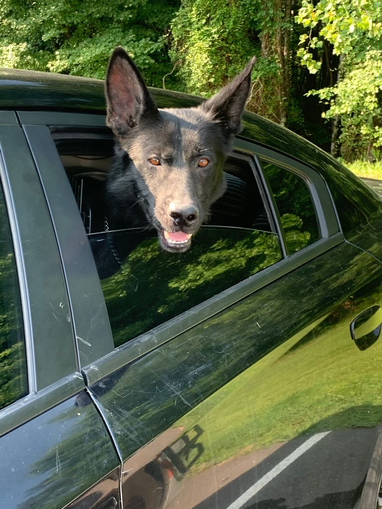 K9 Major | Franklin County Sheriff's Office, North Carolina K9 Major | Franklin County Sheriff's Office, North Carolina