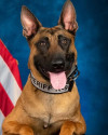 K9 Jinx | El Paso County Sheriff's Office, Colorado