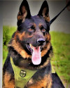 K9 Drago | Columbia County Sheriff's Office, Florida