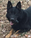 K9 Tango | Edmonson County Sheriff's Office, Kentucky