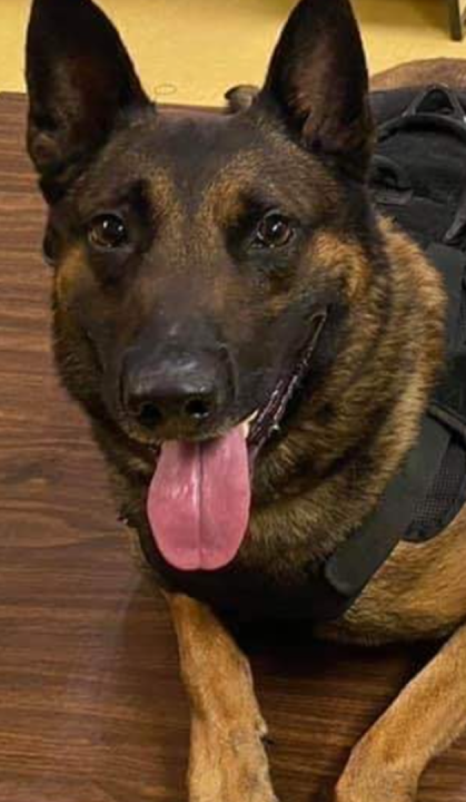 K9 Drago | Floyd County Sheriff's Office, Kentucky K9 Drago | Floyd County Sheriff's Office, Kentucky