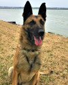 K9 Odin | Virginia State Police, Virginia