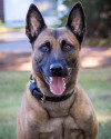 K9 Frankie | Massachusetts State Police, Massachusetts