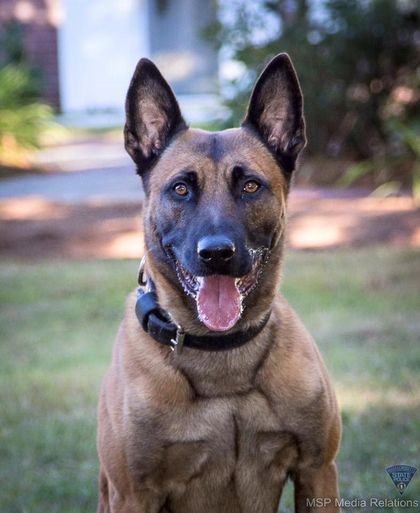 K9 Frankie | Massachusetts State Police, Massachusetts K9 Frankie | Massachusetts State Police, Massachusetts
