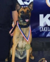 K9 Max | Lake Wales Police Department, Florida