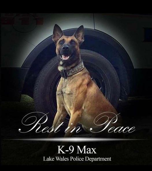 K9 Max | Lake Wales Police Department, Florida K9 Max | Lake Wales Police Department, Florida