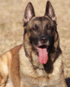 K9 Blue | Niceville Police Department, Florida
