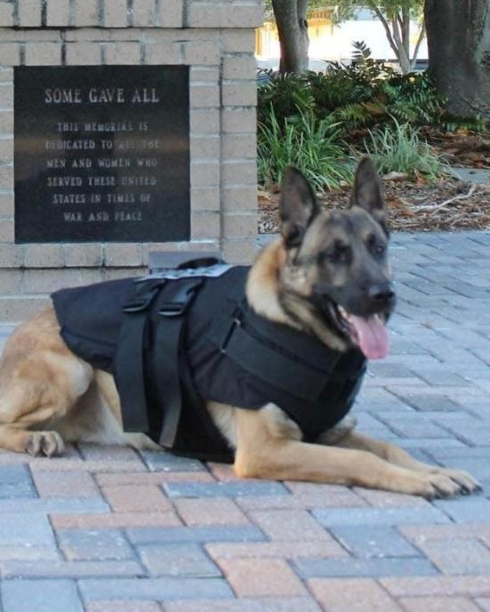 K9 Blue | Niceville Police Department, Florida K9 Blue | Niceville Police Department, Florida