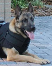 K9 Blue | Niceville Police Department, Florida K9 Blue | Niceville Police Department, Florida