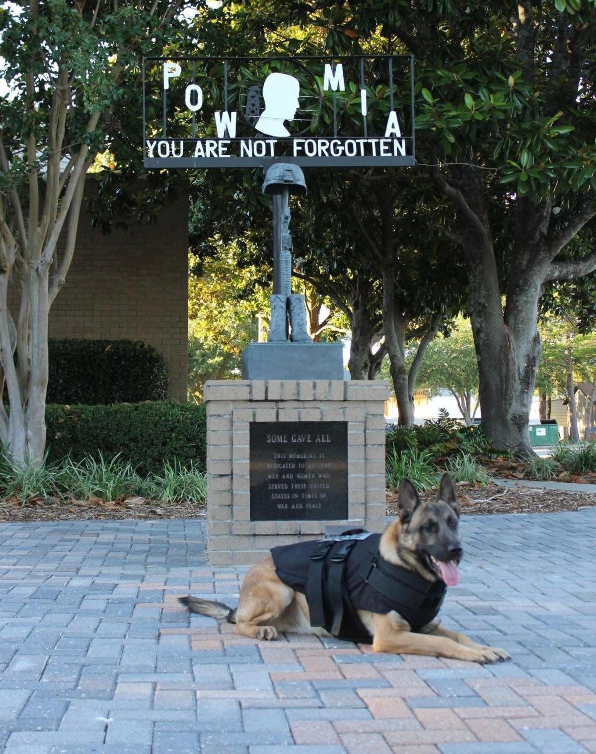 K9 Blue | Niceville Police Department, Florida K9 Blue | Niceville Police Department, Florida