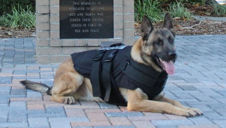 K9 Blue | Niceville Police Department, Florida K9 Blue | Niceville Police Department, Florida