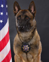 K9 Hannes | Kern County Sheriff's Office, California
