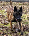 K9 Axel | Charleston Police Department, West Virginia