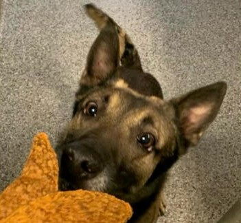 K9 Rocket | Metropolitan Police Department, District of Columbia K9 Rocket | Metropolitan Police Department, District of Columbia