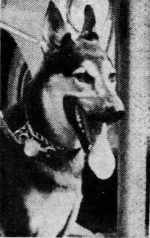 K9 Caesar | Lancaster Police Department, Pennsylvania K9 Caesar | Lancaster Police Department, Pennsylvania