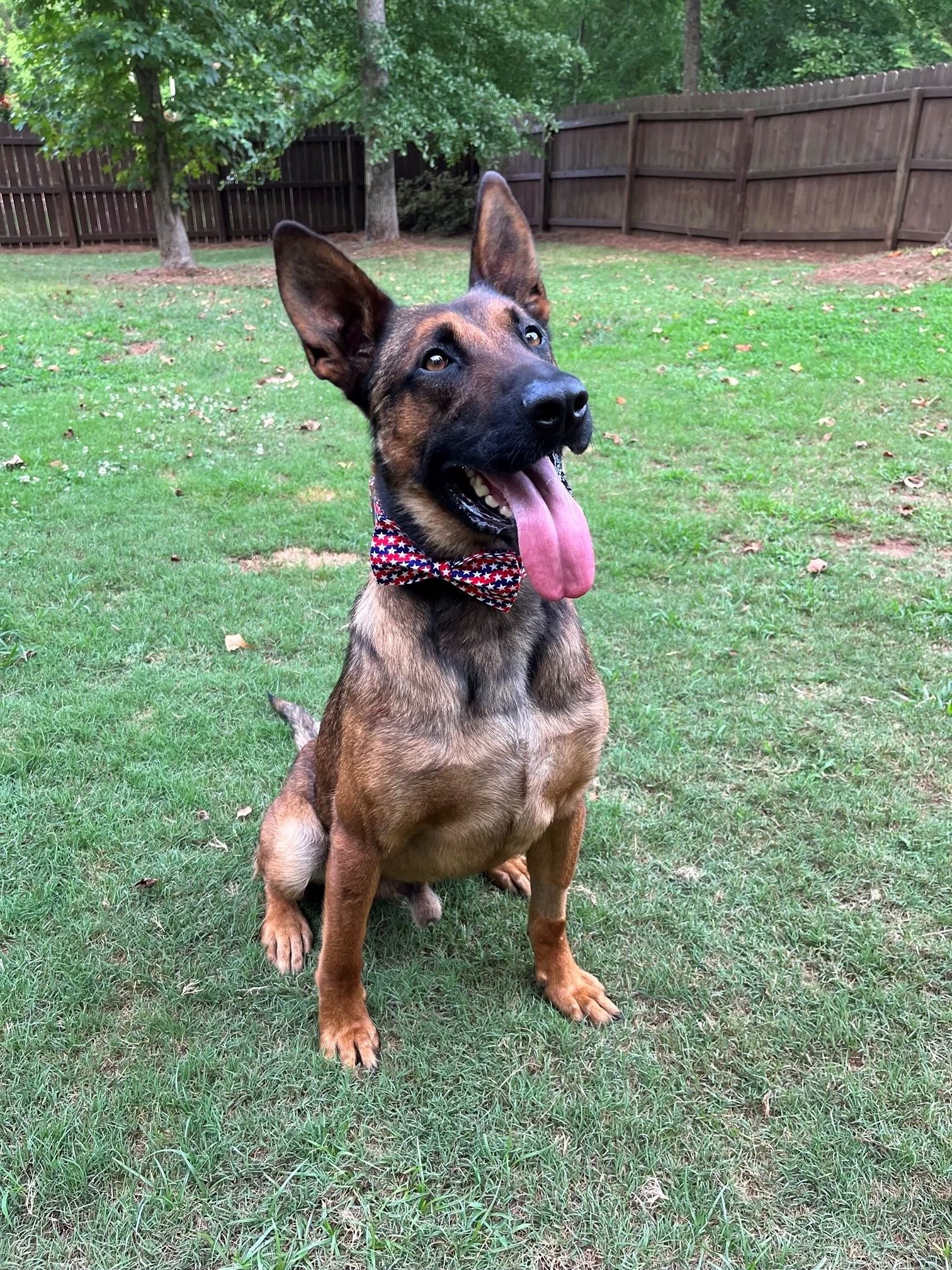 K9 Figo | Georgia State Patrol, Georgia K9 Figo | Georgia State Patrol, Georgia