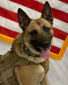 K9 Bluz | Kings County Sheriff's Office, California